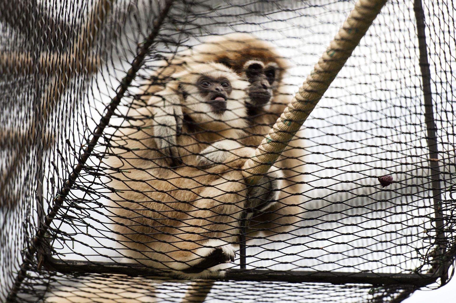 Kun je nog zonder schuldgevoel naar de dierentuin?